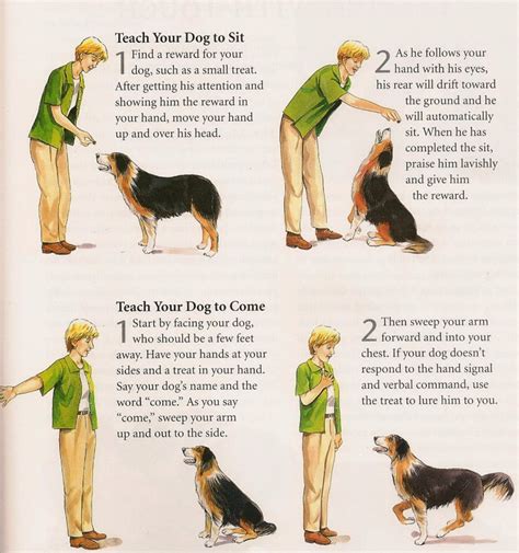 How to teach a dog. Things To Know About How to teach a dog. 